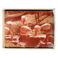 Madrid_Flamencos (1996)_01