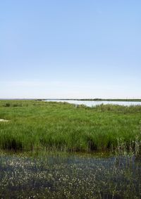12_Ojos para Argónida_Caño de Guadiamar 03