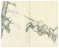 03_(2012_07_14) Ciruelo