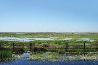 05_(2015_03_30) Doñana_Lucio del Lobo _DSF8021