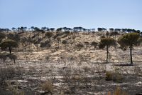 05_(2017_06_28) Doñana_Incendio_DSF6909