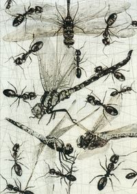 03_(2018_10_18) Hormigas y libélulas