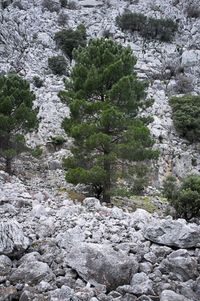 05_(2020_01_18) Grazalema_DSF6944